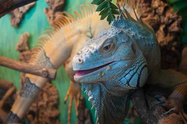 Kertenkele yeşil Iguana (olarak da bilinen ortak ya da Amerikalı iguana) şube orman arka planda