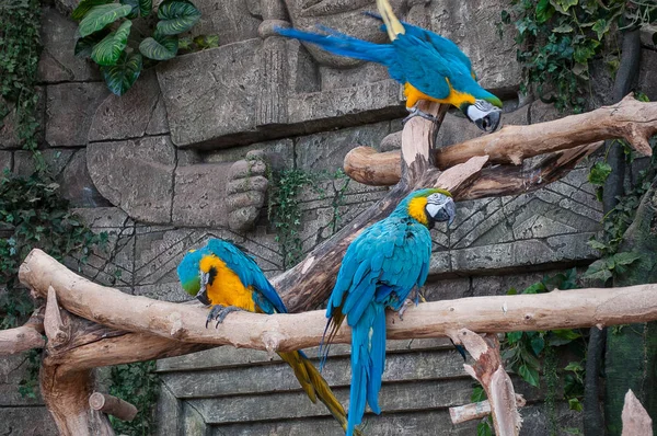 Blau Gelber Ara Schöner Ara Papagei Auf Ast Vor Dschungel — Stockfoto