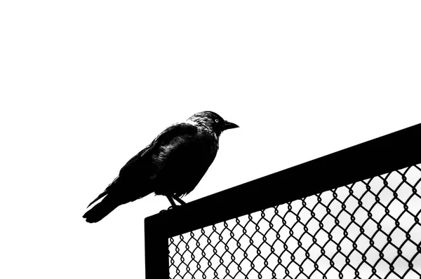Western Küçük Karga Corvus Monedula Karga Siyah Beyaz — Stok fotoğraf