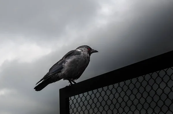 Western Küçük Karga Corvus Monedula Kırmızı Gözleri Ile Karga — Stok fotoğraf