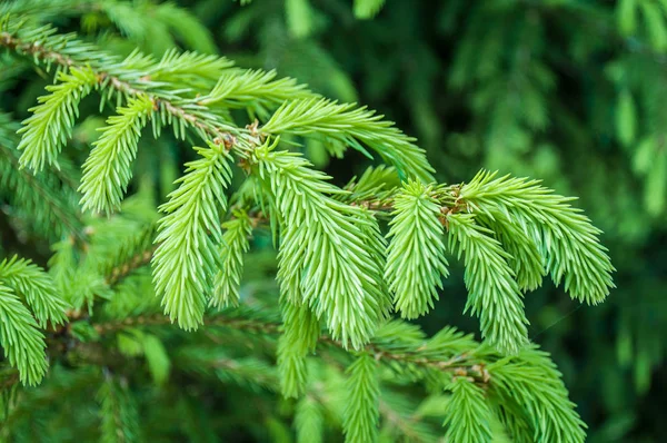 云杉分枝美丽的云杉分枝与针 大自然的圣诞树 绿色云杉 Spruce特写 图库图片
