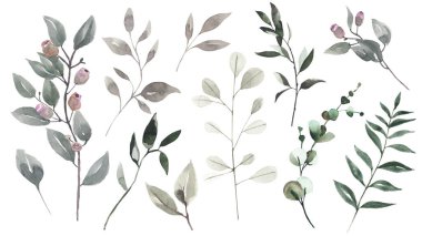 Suluboya yaprakları, bitkiler, dallar. Botanik bölümü. Çiçek tasarım elementleri