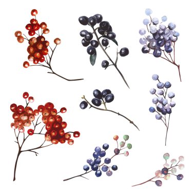 Suluboya yeşil yapraklar, bitkiler, dallar ve böğürtlenler. Botanik bölümü. Çiçek Tasarım elementleri