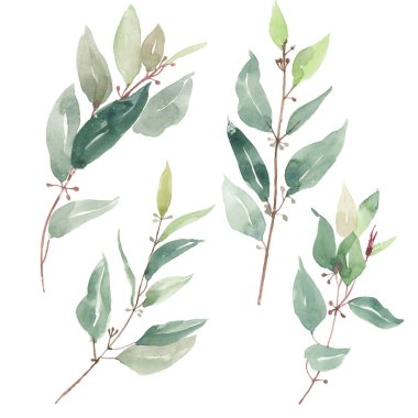 Suluboya yaprakları, bitkiler, dallar. Botanik bölümü. Çiçek tasarım elementleri