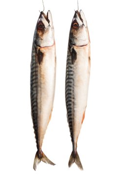 Mackerels beyaz izole kanca 