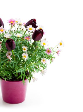 Pembe papatyalar marguerite ile cüce Siyah Lale çiçek tencerede beyaz izole 