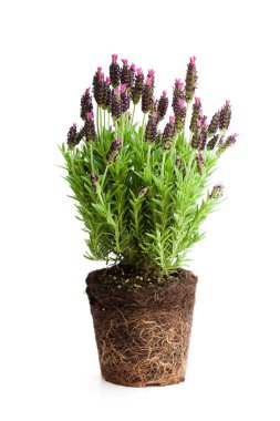 Lavanta bush ile beyaz izole kökleri 