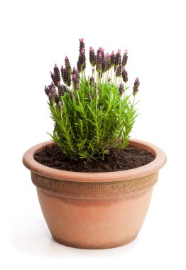 Beyaz izole çiçek tencerede lavanta bush 