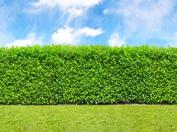 Grande Haie Buisson Avec Ciel Herbe Modèle Sans Couture Sans — Photo