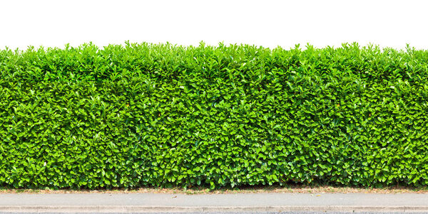 Tall  hedge with gravel road isolated on white 