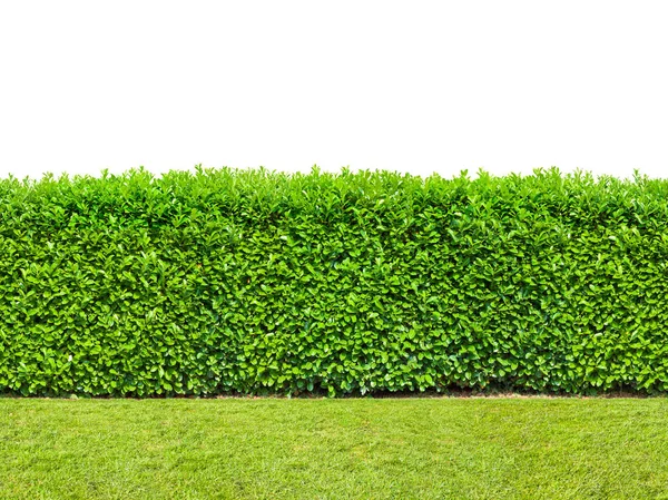 Uzun boylu çalı çit ile üzerine beyaz izole ot. Dikişsiz sonsuz desen. 