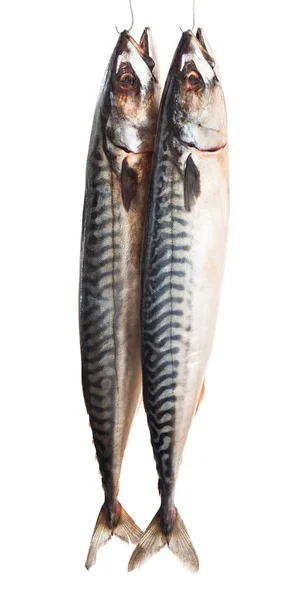 Mackerels Beyaz Izole Kanca — Stok fotoğraf