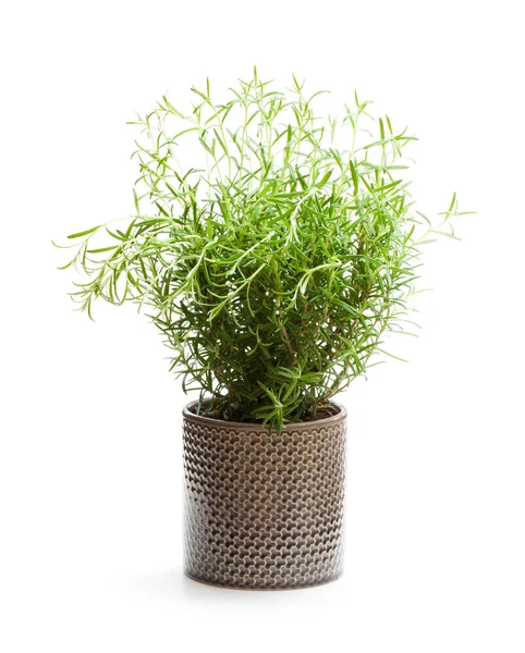 Rosemary Plant Bloempot Geïsoleerd Witte Achtergrond — Stockfoto