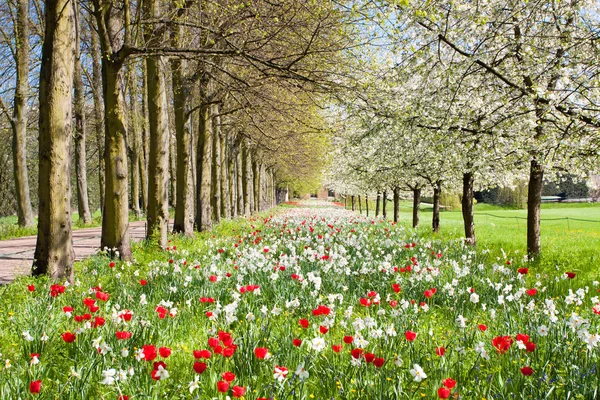 Fiori Che Sbocciano Nel Parco Una Giornata Sole Primaverile — Foto Stock