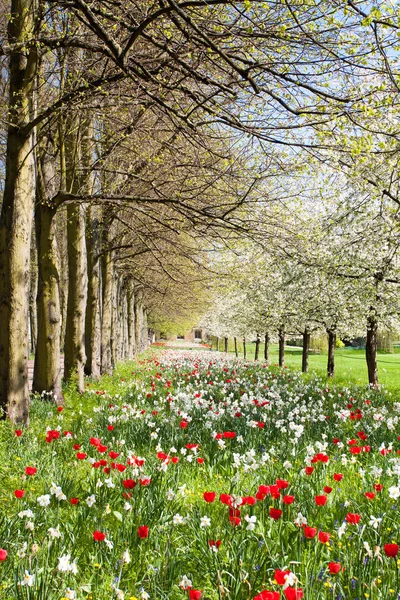 Flores Florescendo Parque Dia Ensolarado Primavera — Fotografia de Stock
