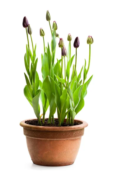 Tulipanes Negros Cultivados Casa Olla Aislados Blanco — Foto de Stock