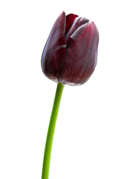Макроизображение Черного Тюльпана Изолированного Белом — стоковое фото