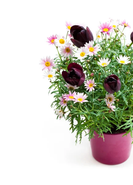 Pink Daisies Marguerite Dwarf Black Tulips Flower Pot Isolated White — Stock Photo, Image