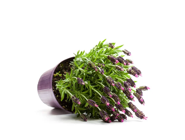 Lavendel Bush Bloempot Geïsoleerd Wit — Stockfoto