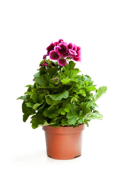 Bunte Pelargonien Blume Blumentopf Isoliert Auf Weiß — Stockfoto