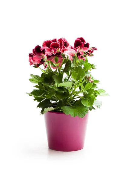 Bunte Pelargonien Blume Blumentopf Isoliert Auf Weiß — Stockfoto