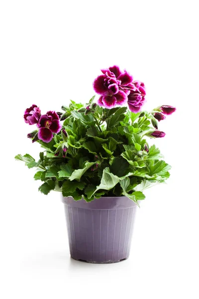 Colorful Pelargonium Flower Flowerpot Isolated White — Stock Photo, Image