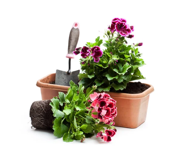 Colorful Pelargonium Flowers Flowerpot Isolated White Ready Planting — Stock Photo, Image