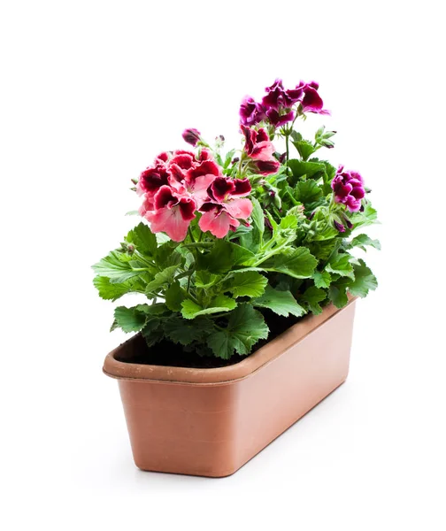 Bunte Pelargonien Blüten Blumentopf Isoliert Auf Weiß — Stockfoto