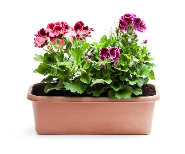 Bunte Pelargonien Blüten Rechteckigen Blumentopf Isoliert Auf Weiß — Stockfoto