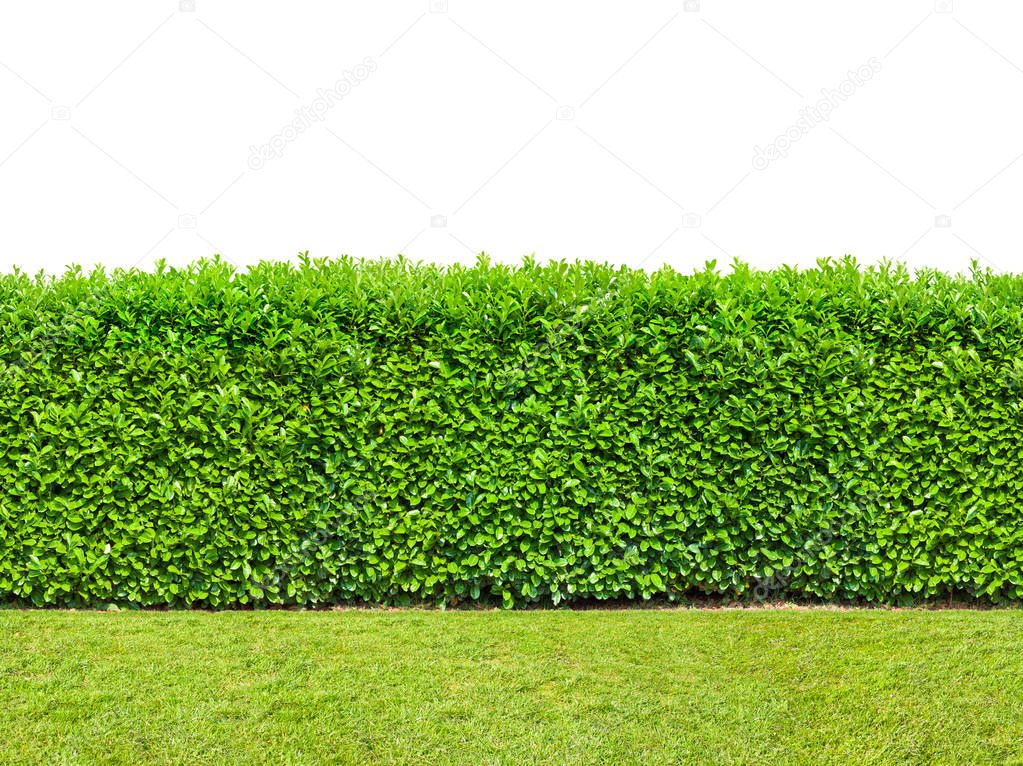 Tall  bush hedge with grass isolated on white. Seamless endless pattern. 