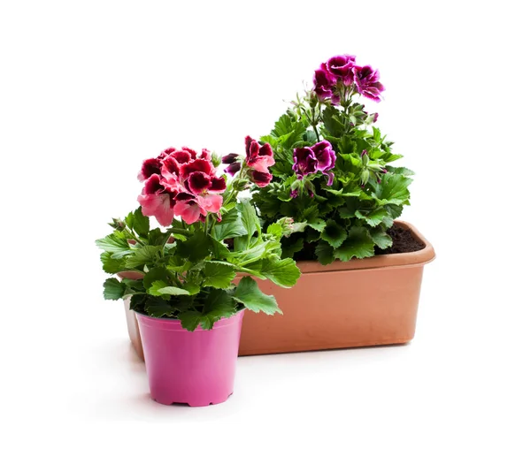 Colorati Fiori Pelargonium Vaso Isolato Bianco Pronti Semina — Foto Stock