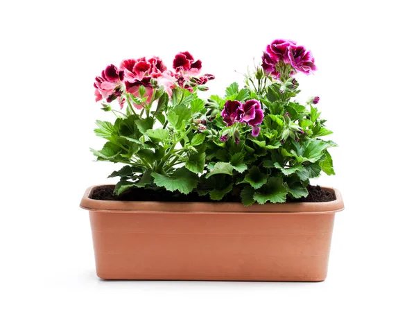 Colorful Pelargonium Flowers Rectangular Flowerpot Isolated White — Stock Photo, Image