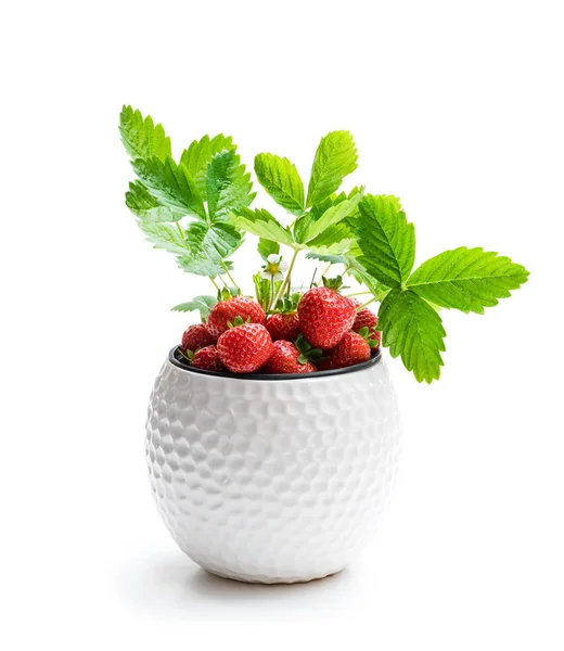 Erdbeerpflanze Mit Beeren Kleinen Topf Isoliert Auf Weiß — Stockfoto
