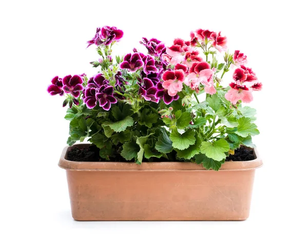 Colorati Fiori Pelargonium Vaso Rettangolare Isolato Bianco — Foto Stock