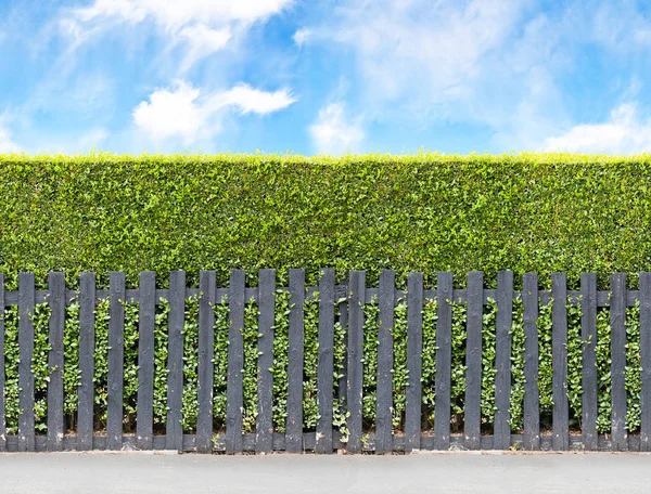 Hohe Buschhecke Mit Schwarzem Holzzaun Nahtloses Endloses Muster — Stockfoto