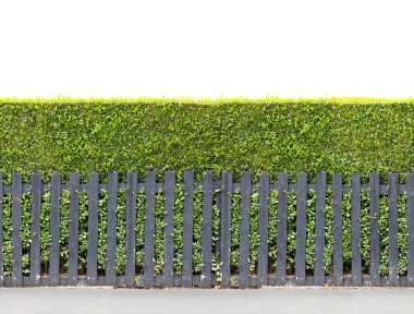  Beyaz Dikişsiz sonsuz desen izole küçük çiçek çit