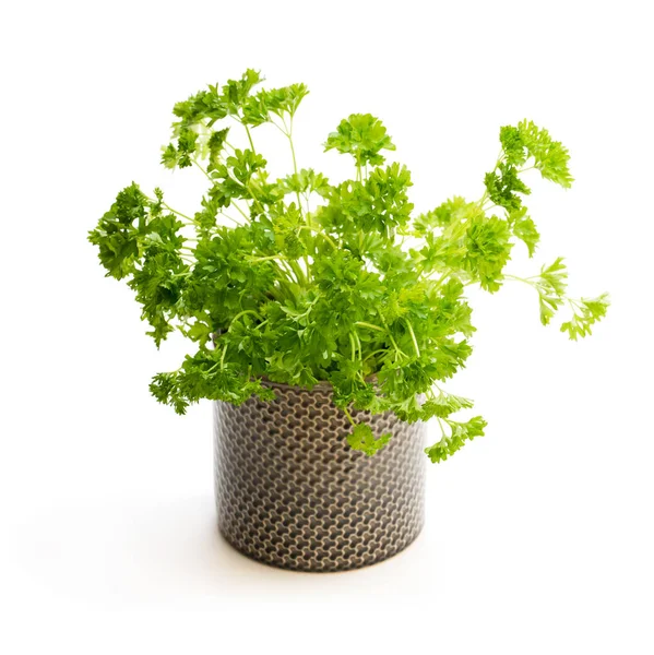 Peterselie Kruid Plant Een Pot Geïsoleerd Wit — Stockfoto