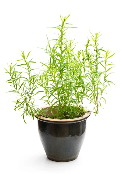 Dragon Kruid Plant Een Pot Wit Wordt Geïsoleerd — Stockfoto