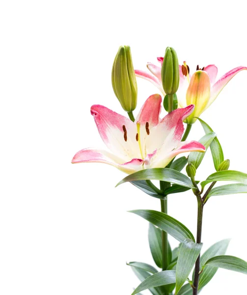 White Pink Lily Flower Isolated White — Stock Photo, Image