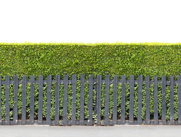 Kleine Blütenhecke Isoliert Auf Weißen Nahtlosen Endlosen Muster — Stockfoto