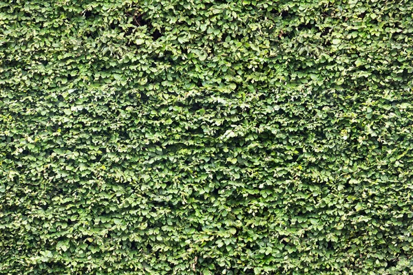 Pared Hoja Verde Patrón Sin Costura Sin Fin — Foto de Stock