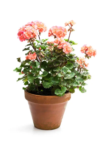 Bunte Geranienblüte Keramik Blumentopf Isoliert Auf Weiß — Stockfoto
