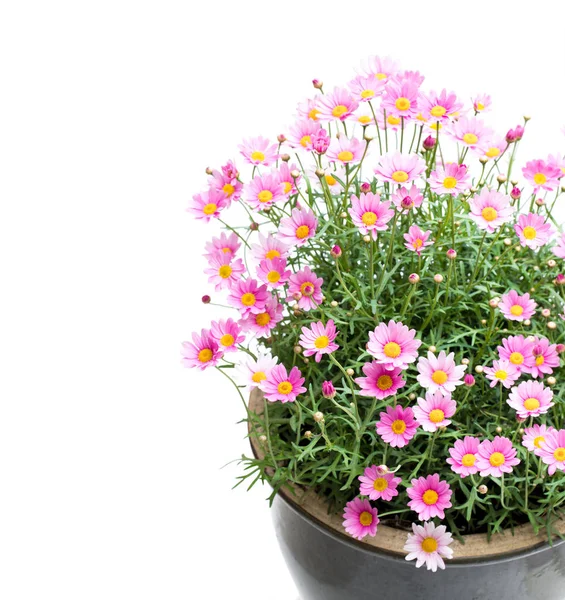 Pink Daisies Marguerite Perennials Flower Pot Isolated White — Stock Photo, Image