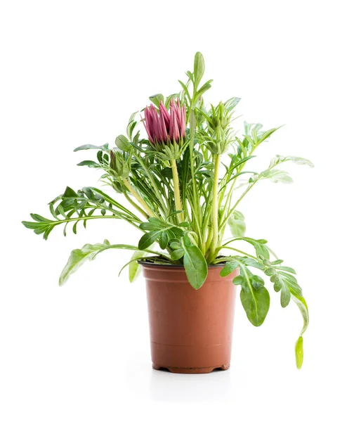 Kleurrijke Gazania Plant Bloempot Geïsoleerd Wit — Stockfoto