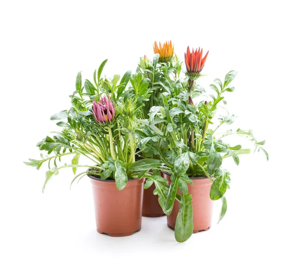 Bunte Gazania Pflanzen Blumentopf Isoliert Auf Weiß — Stockfoto