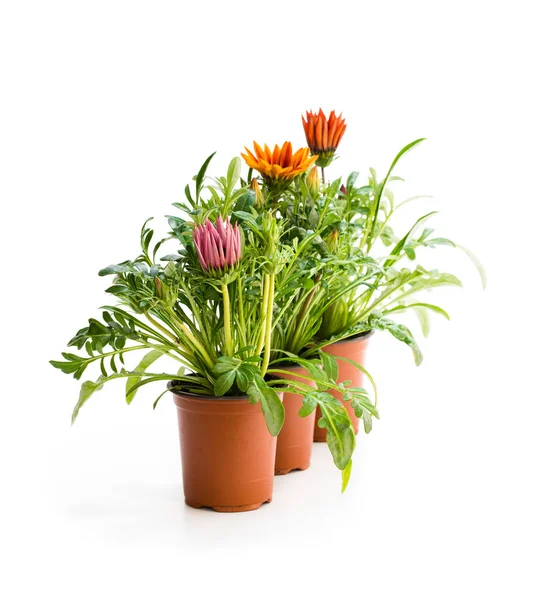 Bunte Gazania Pflanzen Blumentopf Isoliert Auf Weiß — Stockfoto