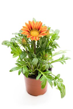 Renkli Gazania bitki üzerinde beyaz izole saksının içinde 