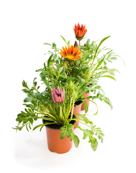 Colorful Gazania Plants Flowerpot Isolated White — Stock Photo, Image