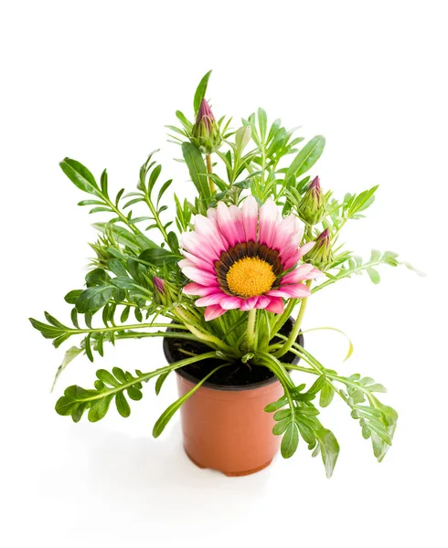 Colorful Gazania Plant Flowerpot Isolated White — Stock Photo, Image