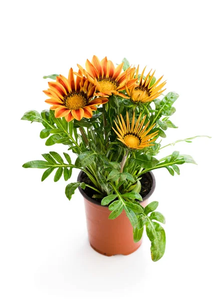 Colorful Gazania Plant Flowerpot Isolated White — Stock Photo, Image